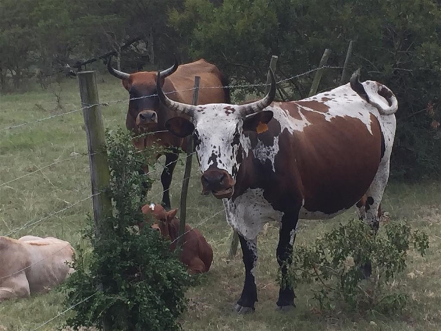 Commercial Property for Sale in Bathurst Rural Eastern Cape